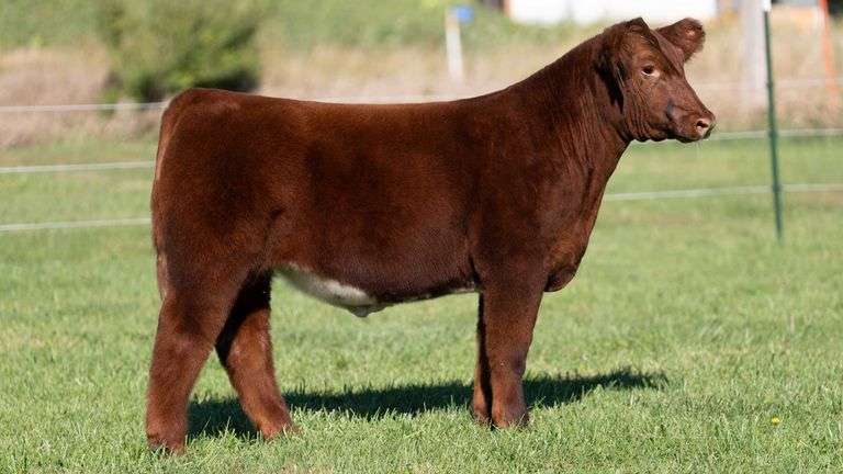 3R TAG 531 STEER