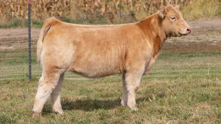 ARMSTRONG/BISINGER TAG 219 HEIFER