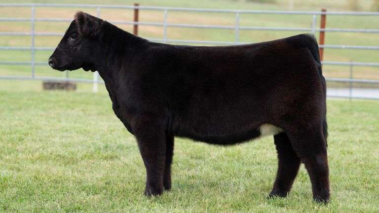 ENGLAND TAG 24 HEIFER