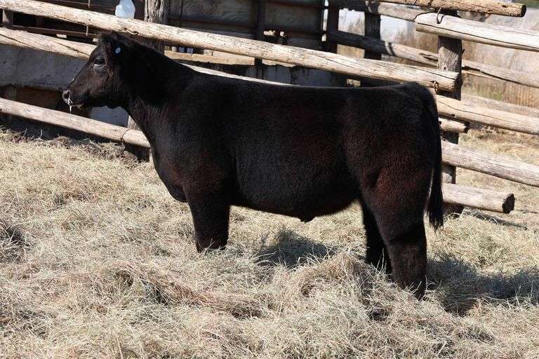 MIDCONTINENT TAG 5 STEER