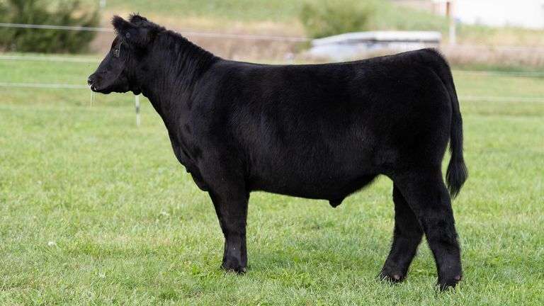 3R TAG 522 STEER