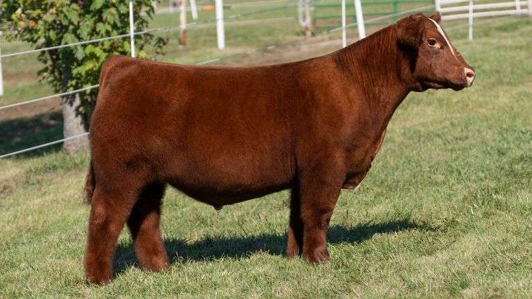 GORETSKA TAG 2 STEER