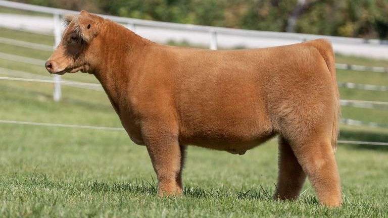 GORETSKA TAG 15 STEER