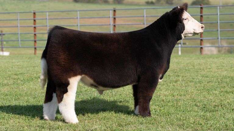 ENGLAND TAG 10 STEER