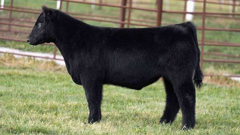 FERGUSON TAG 111 STEER