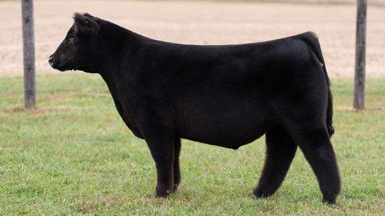 WILSON TAG 39 STEER