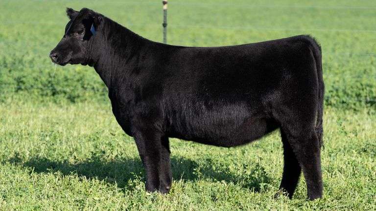 BLUEPRINT TAG 4 - ANGUS HEIFER