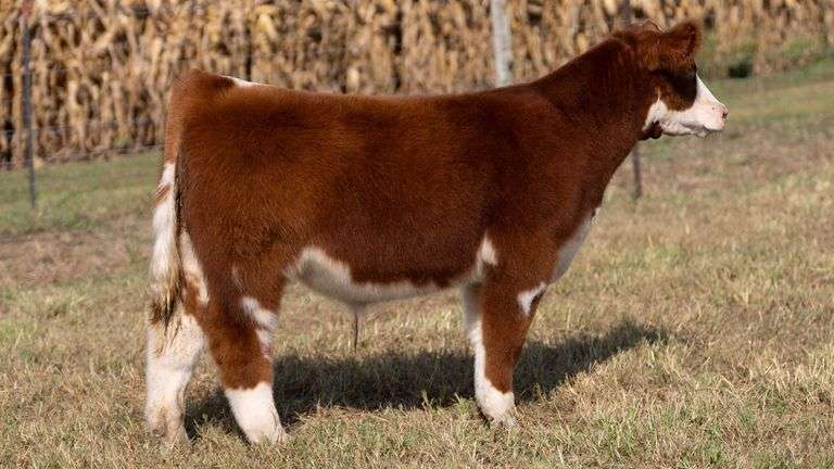 ARMSTRONG/BISINGER TAG 213 STEER