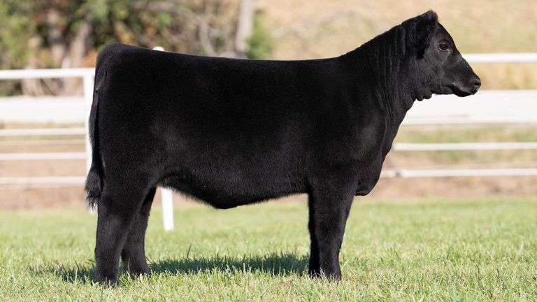 NORRIS GORETSKA TAG 504 ANGUS HEIFER