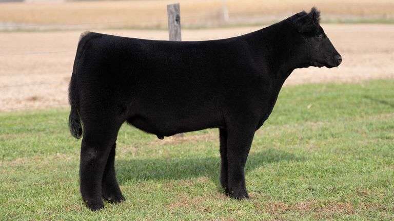 WILSON TAG 50 STEER