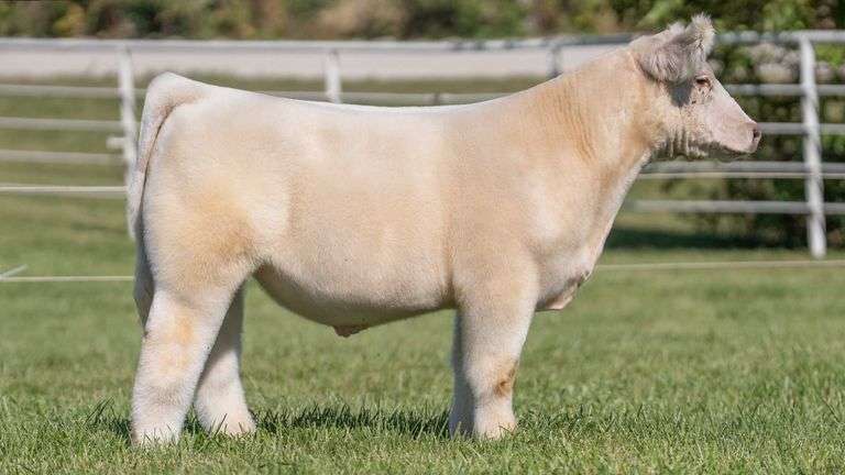 GORETSKA TAG 26 STEER