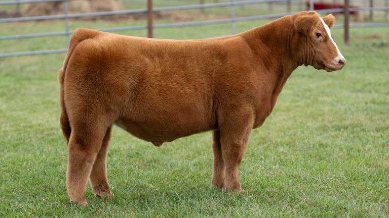 ENGLAND TAG 16 STEER