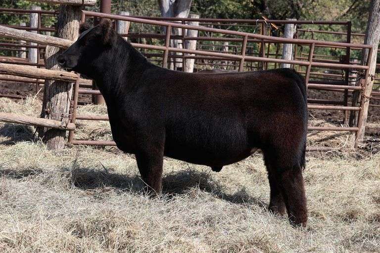 MIDCONTINENT TAG 52 STEER