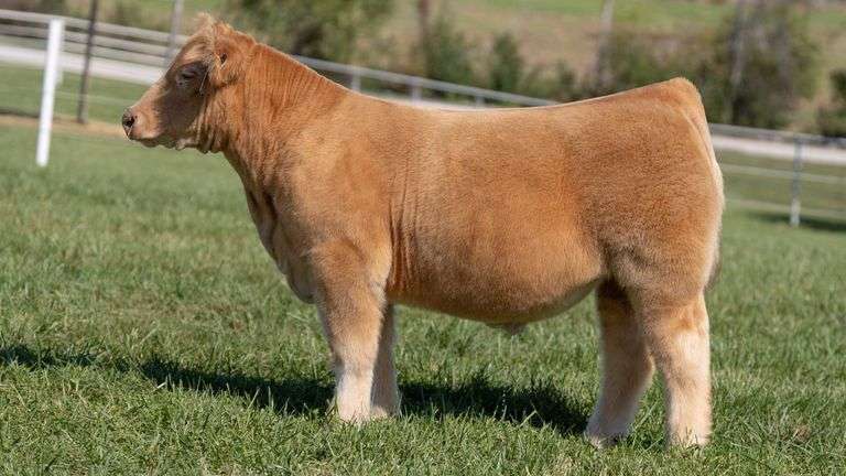 GORETSKA TAG 32 STEER