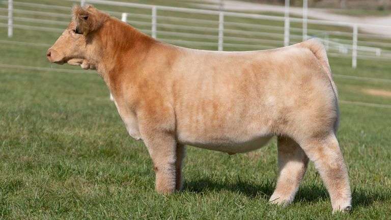 GORETSKA TAG 13 STEER