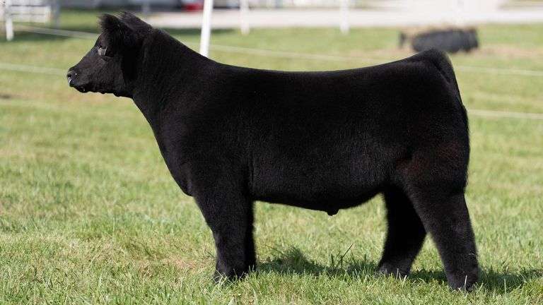 GORETSKA TAG 1 STEER