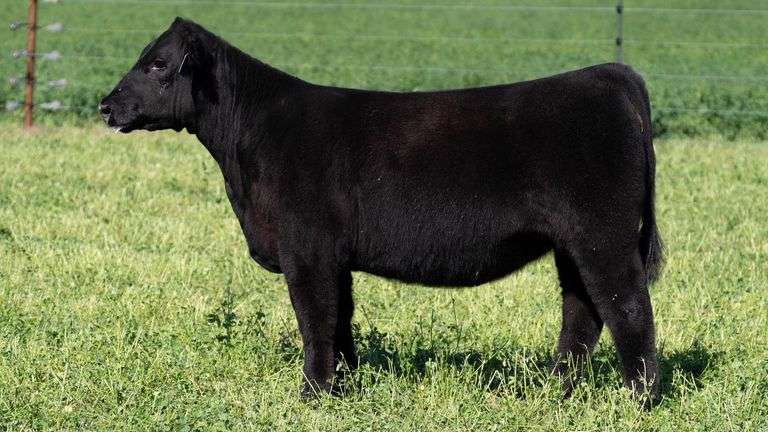 BLUEPRINT TAG 15 - HIGH MAINE HEIFER