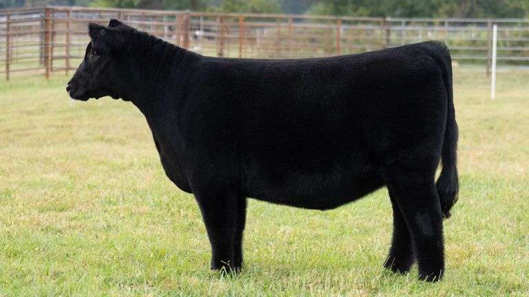 WISS TAG 521 HEIFER