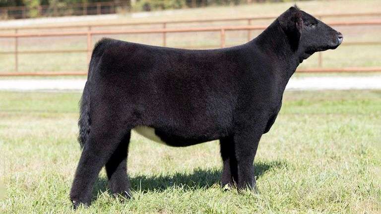 KITCHELL TAG 11 HEIFER