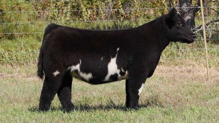 CORNELIUS TAG 11 HEIFER