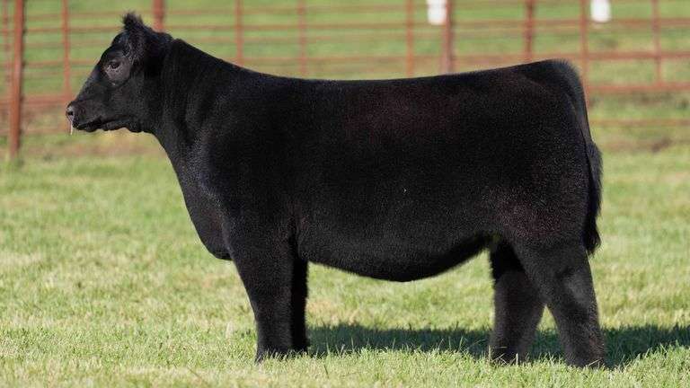 FERGUSON TAG 126 HEIFER