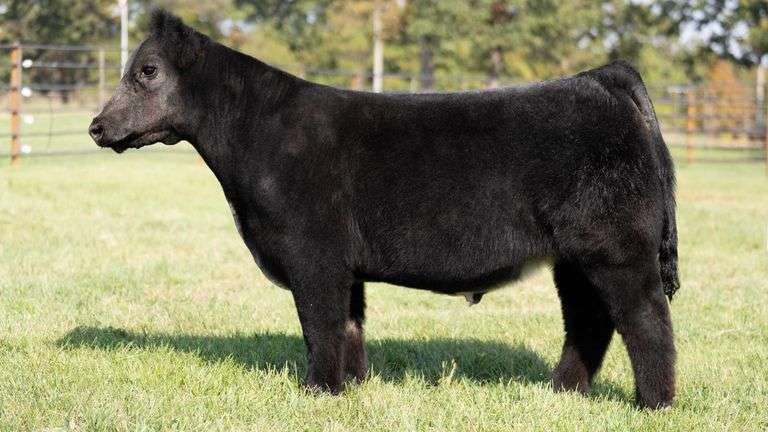 WISS TAG 543 STEER
