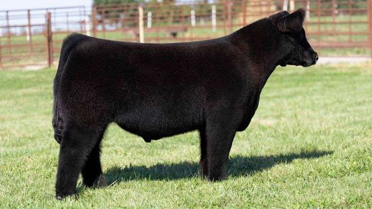 FERGUSON TAG 137 STEER