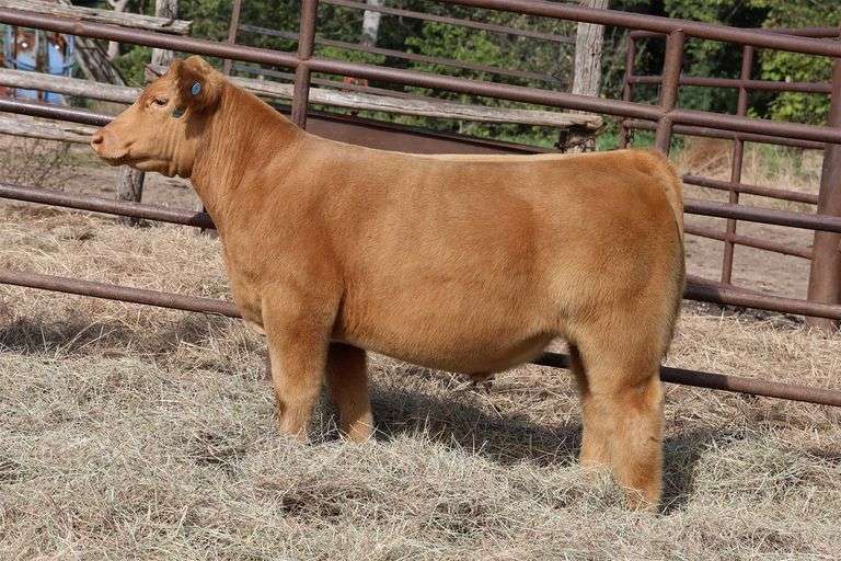 MIDCONTINENT TAG 40 STEER