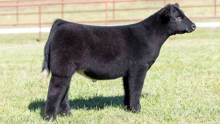 KITCHELL TAG 4 STEER
