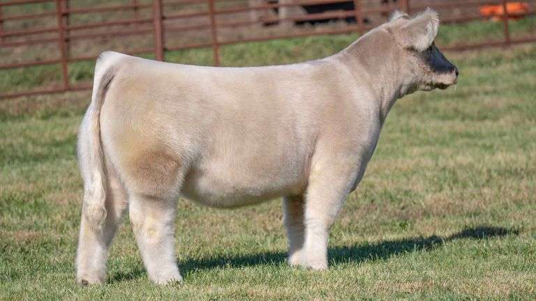 FERGUSON TAG 149 HEIFER