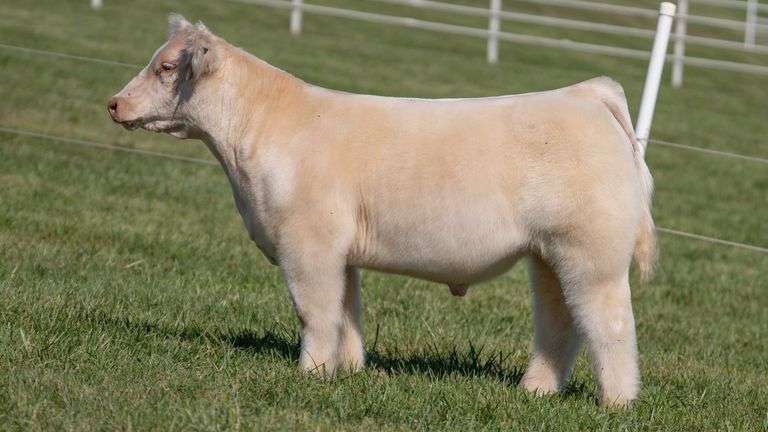 GORETSKA TAG 20 STEER