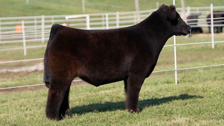 GORETSKA TAG 44 STEER