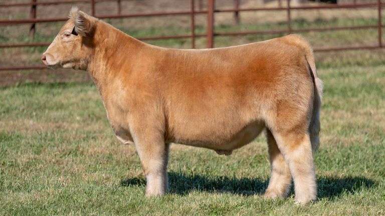 FERGUSON TAG 124 STEER