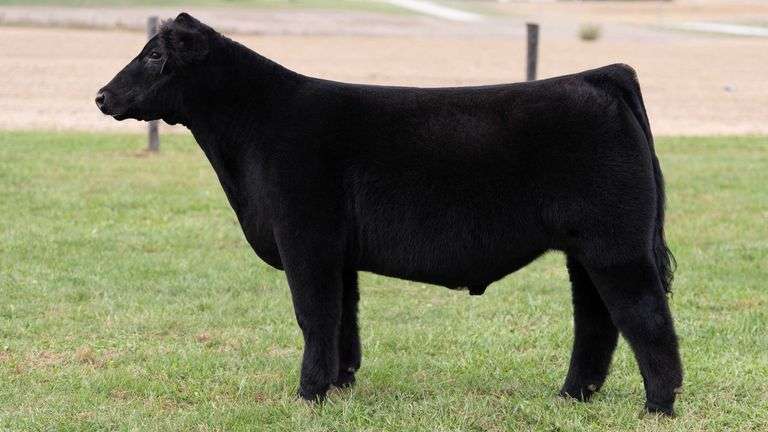 WILSON TAG 55 STEER