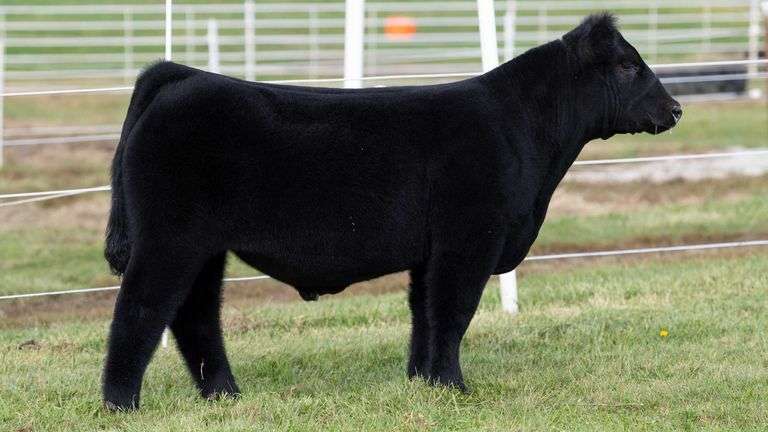 GORETSKA TAG 47 STEER