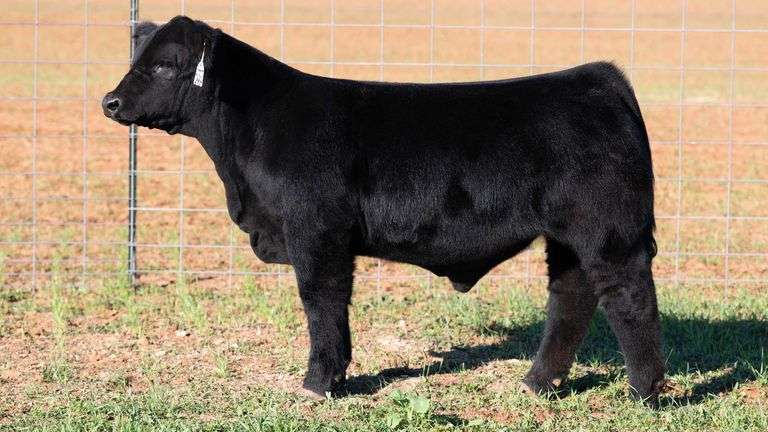 TAG 1 BULL/STEER OPTION