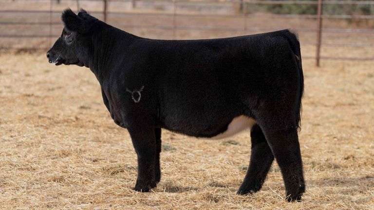 BEAUPREZ TAG 7 HEIFER