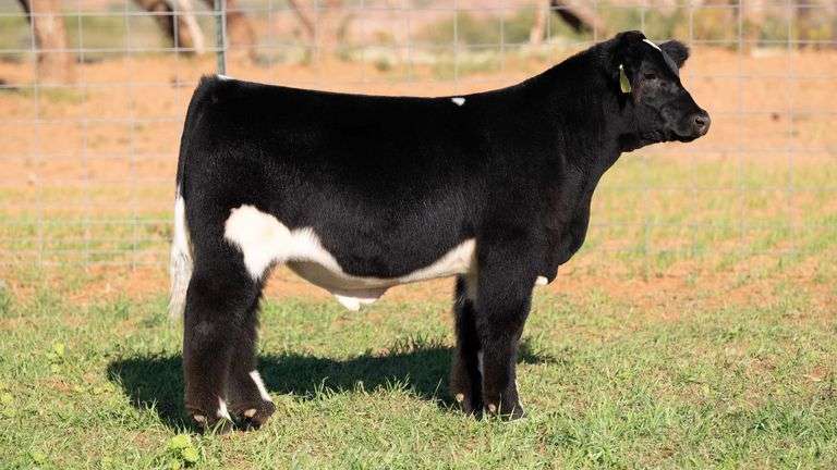 TAG 5 STEER