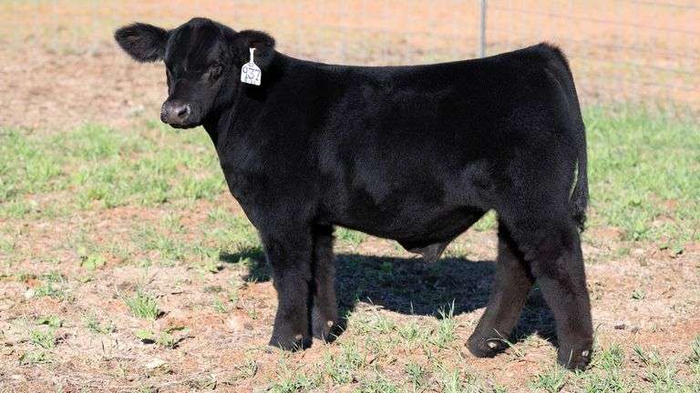 TAG 3 STEER