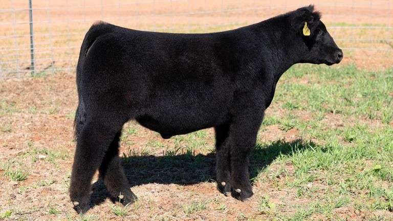 TAG 7 STEER