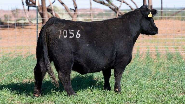 TAG QB 7056 OPEN DONOR