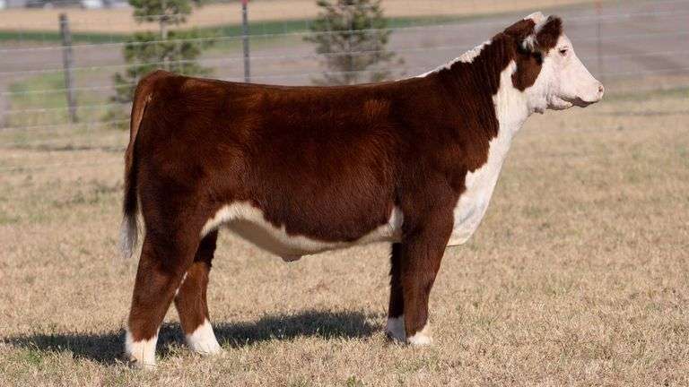 HERR TAG 65 STEER