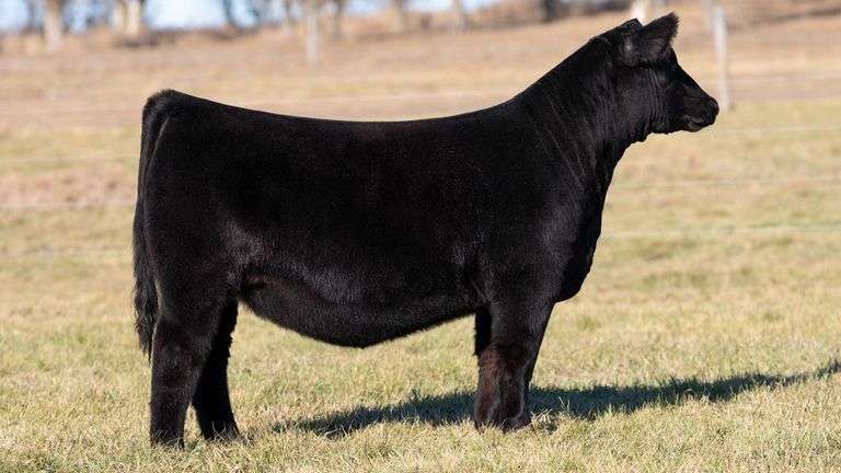 DORIS TAG 160 HEIFER