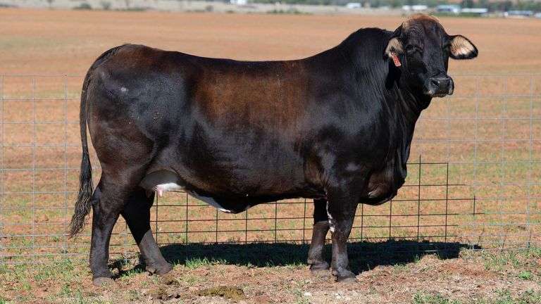 TAG MILEY OPEN DONOR