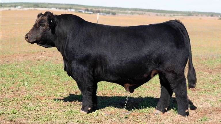 5 UNITS OF REWIND SEMEN