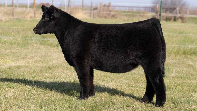 MARTSCHING TAG 34 HEIFER