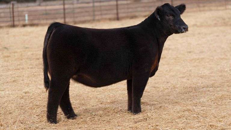 BEAUPREZ TAG 11 HEIFER