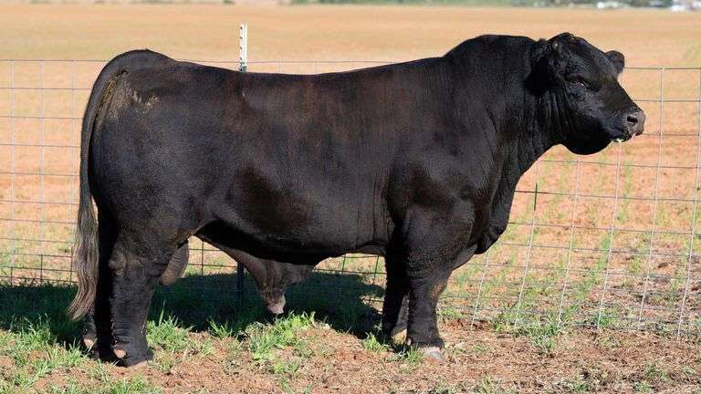 TAG CE AMERICAN HERO BULL