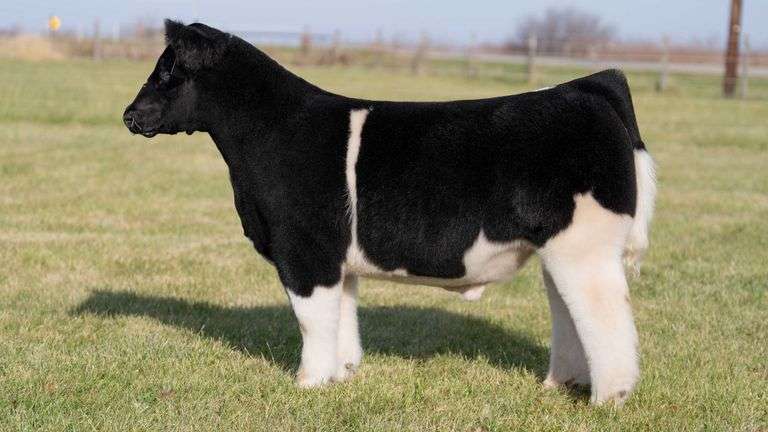 MARTSCHING TAG 35 STEER