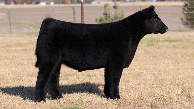 HERR TAG 72 STEER